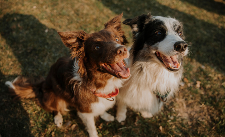 Two happy dogs side by side in the yard